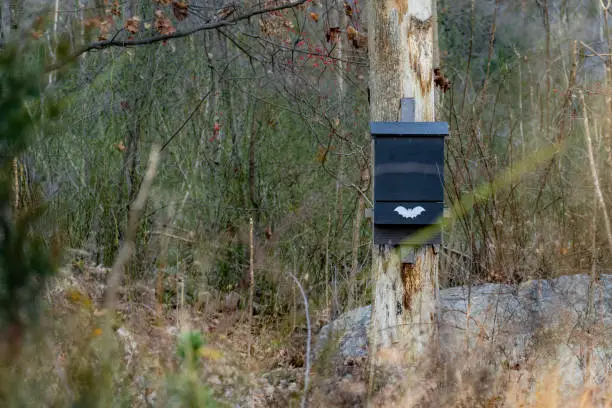 A black wooden bat box hangs from a tree in the forest to provide shelter for bats