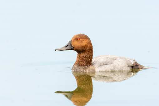 Close-up of male of the common pochard (Aythya ferina), brown and grey duck swimming in a pond