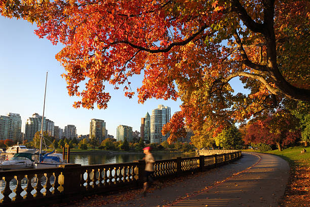 Autumn Run, Stanley Park Seawall, Vancouver An early morning jogger on the Stanley Park Seawall in autumn. Vancouver, British Columbia, Canada. vancouver canada photos stock pictures, royalty-free photos & images
