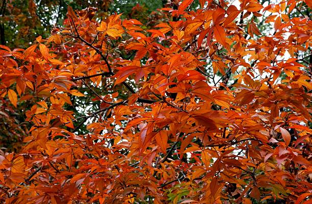 red leaves of Aesculus glabra tree at autumn