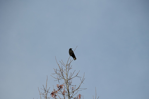 One crow perches on a tree against a blue sky background on an autumn afternoon in Metro Vancouver, British Columbia.