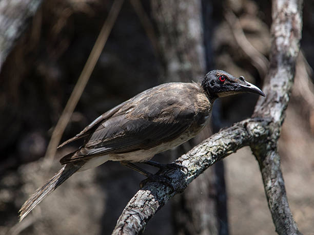 Australian Noisy Friarbird or leatherhead