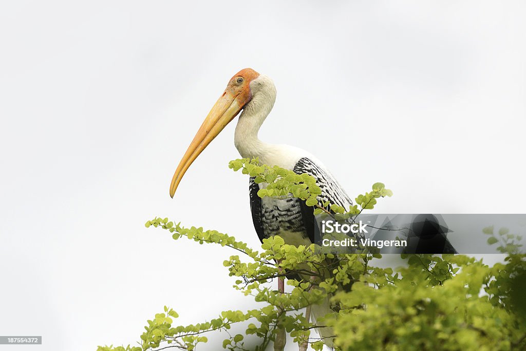 Painted Stork Portrait of a painted stork on a tree in a wetland Animal Stock Photo