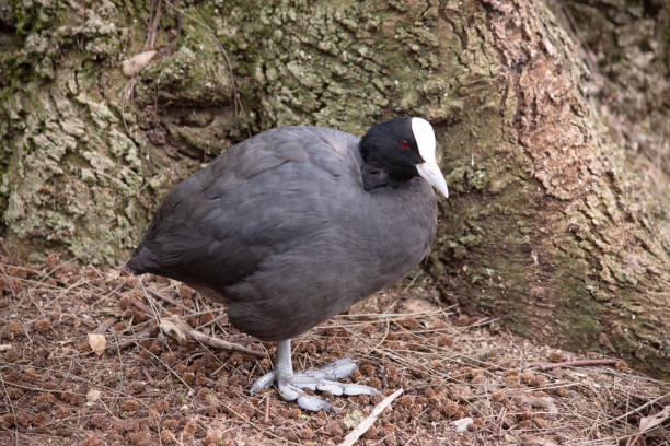 istock the Eurasian coot is walking along a path 1875545846