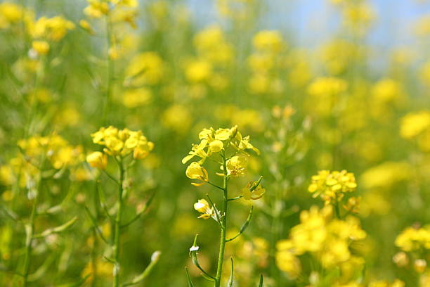 istock field of rapeseed 187554605