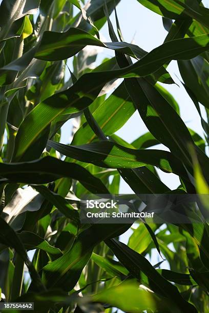 Campo Com Mays - Fotografias de stock e mais imagens de Agricultura - Agricultura, Ao Ar Livre, Campo agrícola