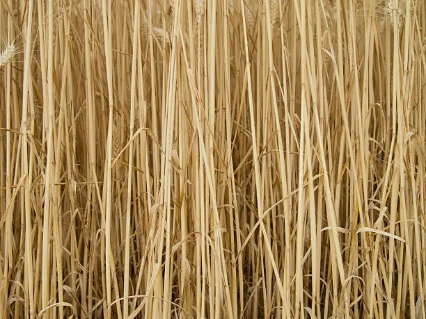 Grain field - abstract background