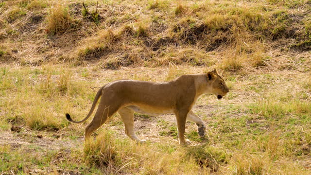 Lion (Leo Panthera) walking