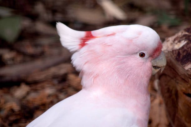 istock this is a close up of a major mitchell bird 1875549462