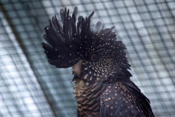 istock this is a side view of a female red tailed black cockatoo 1875554090