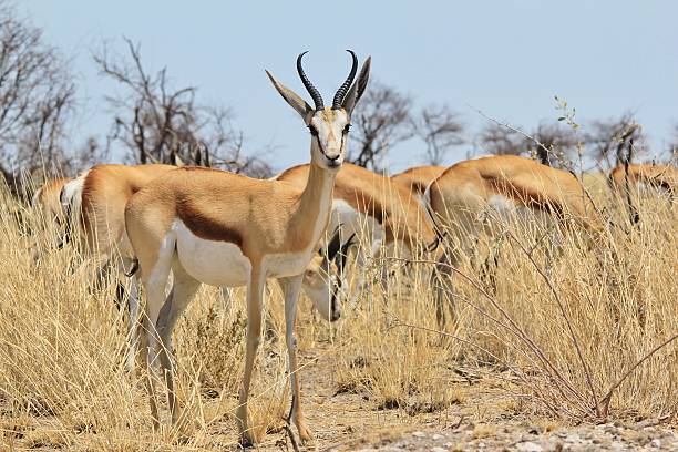 istock Springbok and herd - Wildlife Background from Africa 187555565