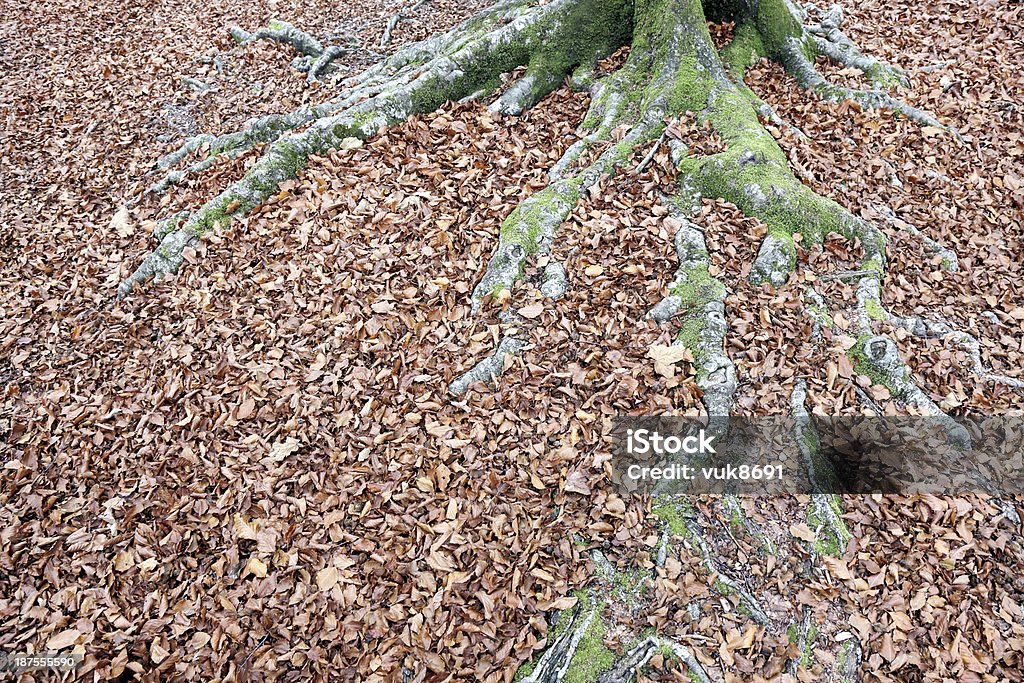 Fondo de árbol - Foto de stock de Aire libre libre de derechos