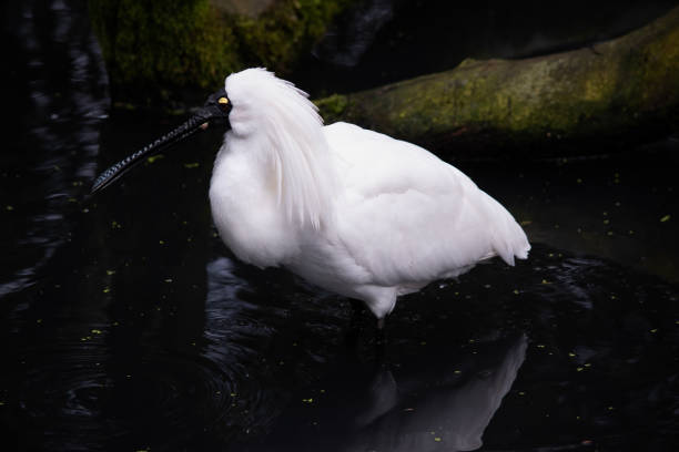 istock this is a side view of a royal spoonbill wading in water 1875556684
