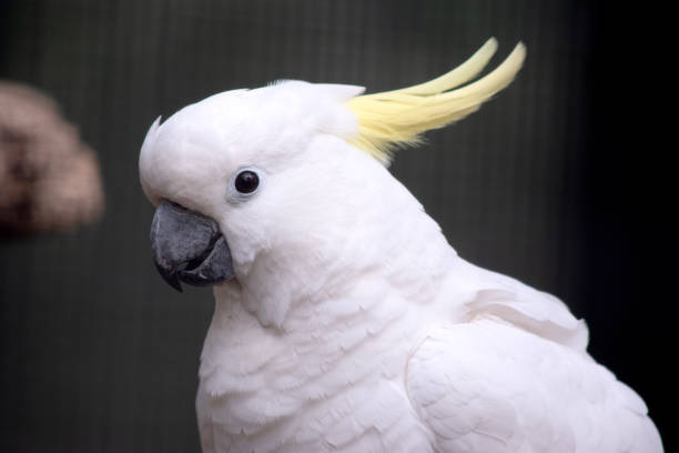 istock this is a close up of a sulpher crested cockatoo 1875557719