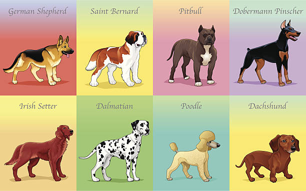 Several cards with different types d dog breeds Groups of dog. Vector illustration. irish setter puppy stock illustrations