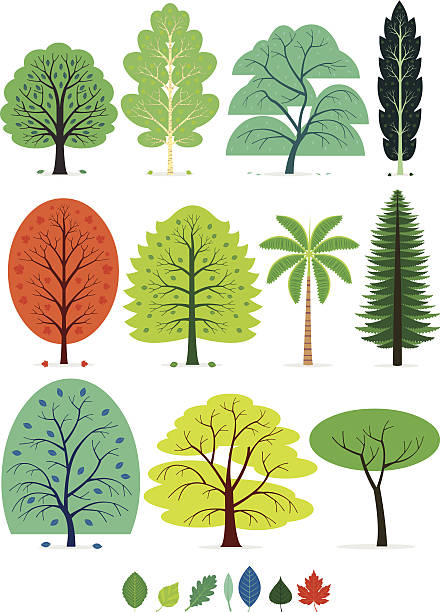 illustrations, cliparts, dessins animés et icônes de arbres - beech leaf illustrations