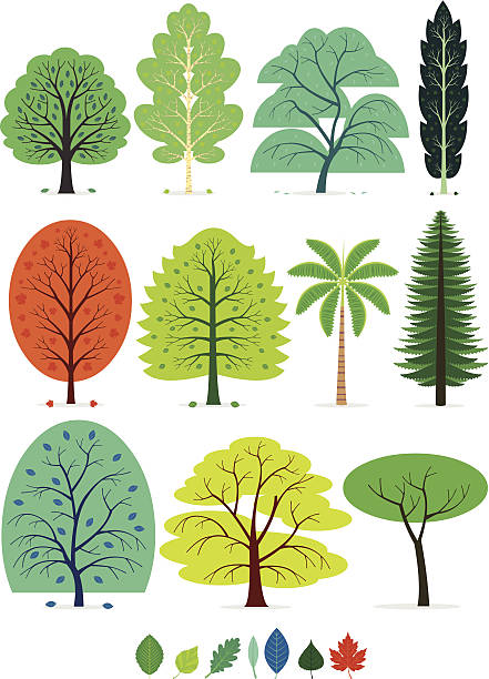 Trees 11 Various of Trees in simplified flat vector cartoon including Oak, Birch, Weeping Willow, Poplar, Maple, Beech, Coconut Tree, Spruce, Walnut, Cedar of Lebanon, and Stone Pine weeping willow stock illustrations