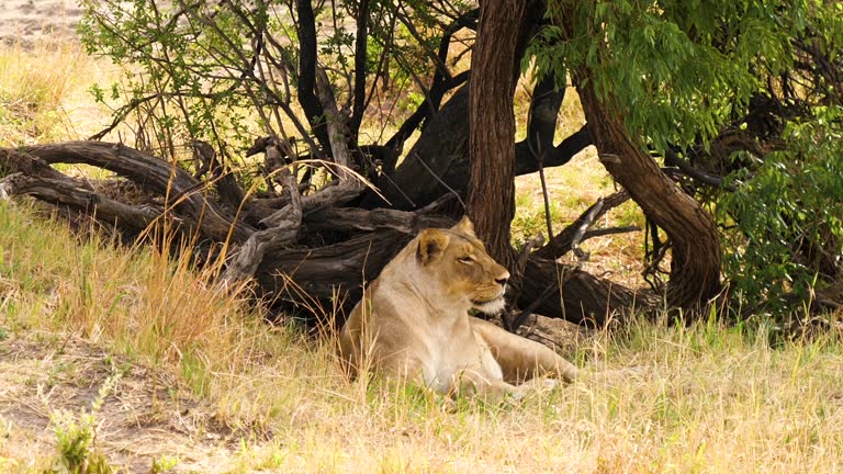 Lion (Leo Panthera) lying under a tree