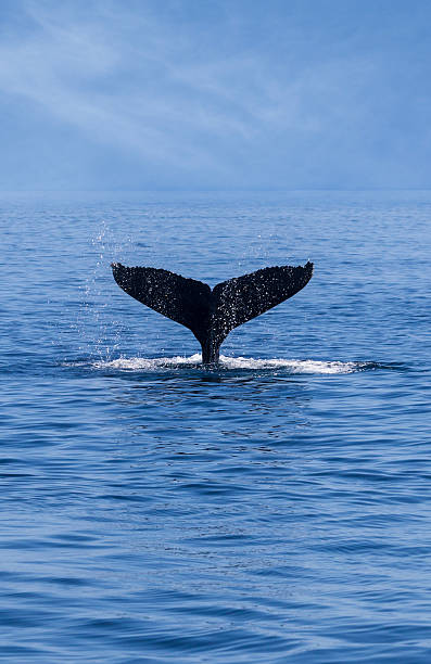 istock Tail of a Humpback Whale (Megaptera novaeangliae) 187559773