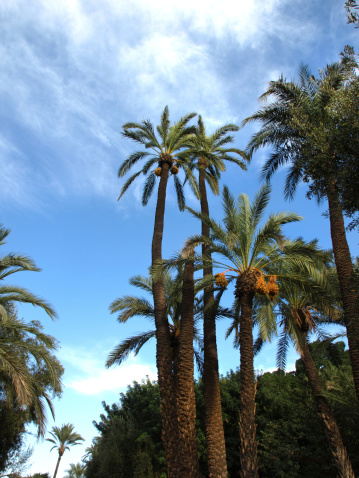 Low Angle View Of Palm Trees Against Cloudy Sky