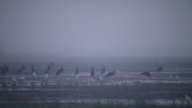 Flock of Black Storks in Misty morning in Wetland