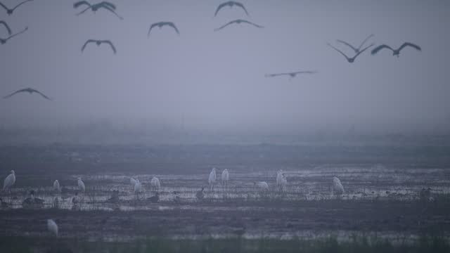 Flock of Black Storks Flying