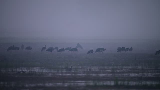 The Flock of Black Storks Feeding in wetland in Fogy Morning