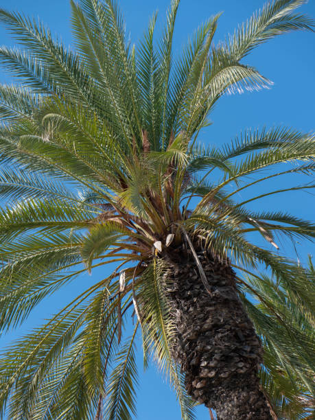 istock Date palm against a blue sky 1875617017