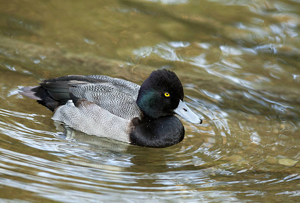 Male Greater Scaup (Aythya marila) Greater Scaup Drake (Aythya marila) greater scaup stock pictures, royalty-free photos & images