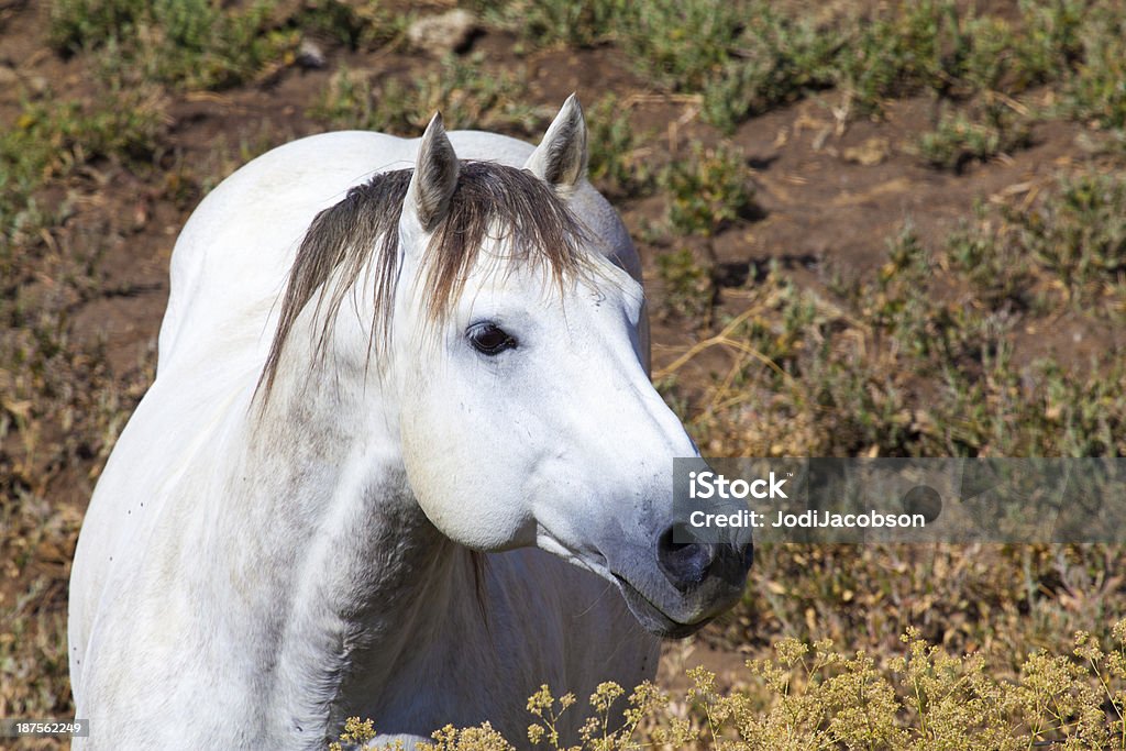 Великолепный wild белая лошадь - Стоковые фото Без людей роялти-фри