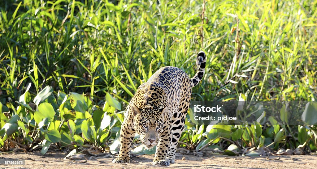 wild jaguar - Foto de stock de Jaguar - Gato royalty-free