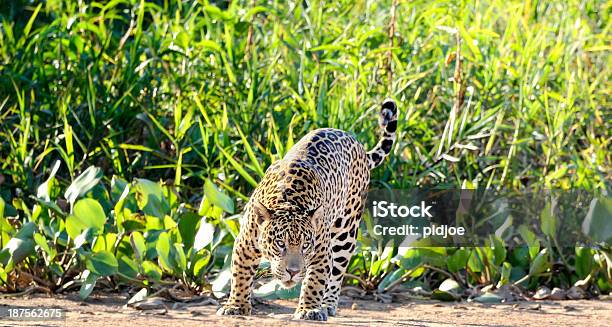 Foto de Wild Jaguar e mais fotos de stock de Jaguar - Gato - Jaguar - Gato, América do Sul, Animais Machos