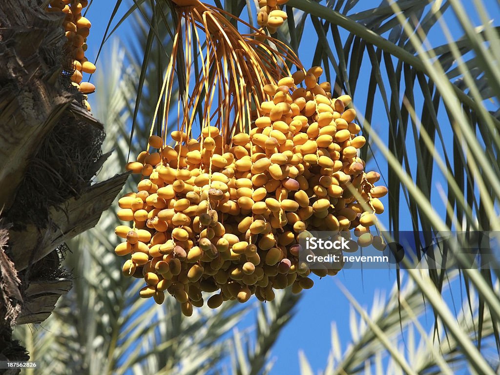 Data de frutas - Foto de stock de Agricultura royalty-free