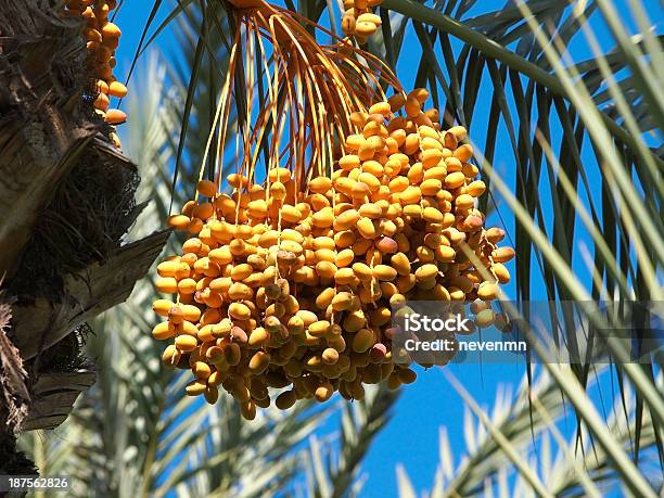 Foto de Data De Frutas e mais fotos de stock de Agricultura - Agricultura, Alimentação Saudável, Amarelo