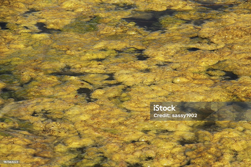 Algen-Marsh Pond - Lizenzfrei Spirogyra Stock-Foto