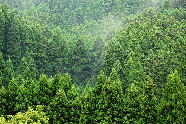 Mountain spruce forest over the hill fith fog behind stock photo