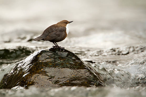 White-throated dipper, bird in middle of river Bird species cinclus cinclus, Hautes-Vosges, France cinclidae stock pictures, royalty-free photos & images