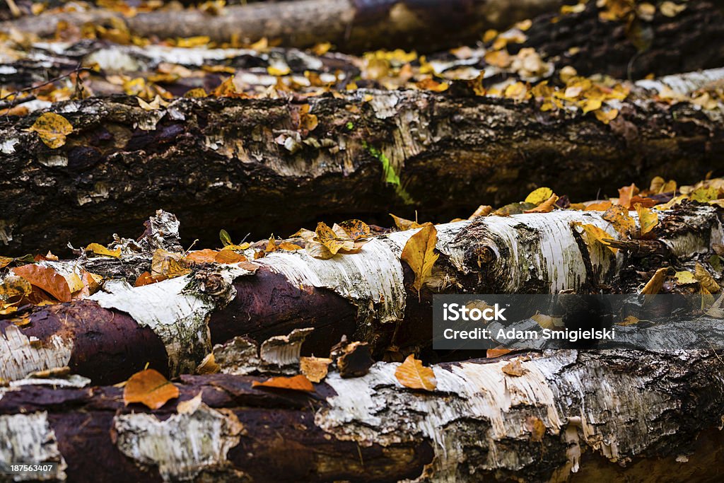 in den Wald - Lizenzfrei Ahorn Stock-Foto