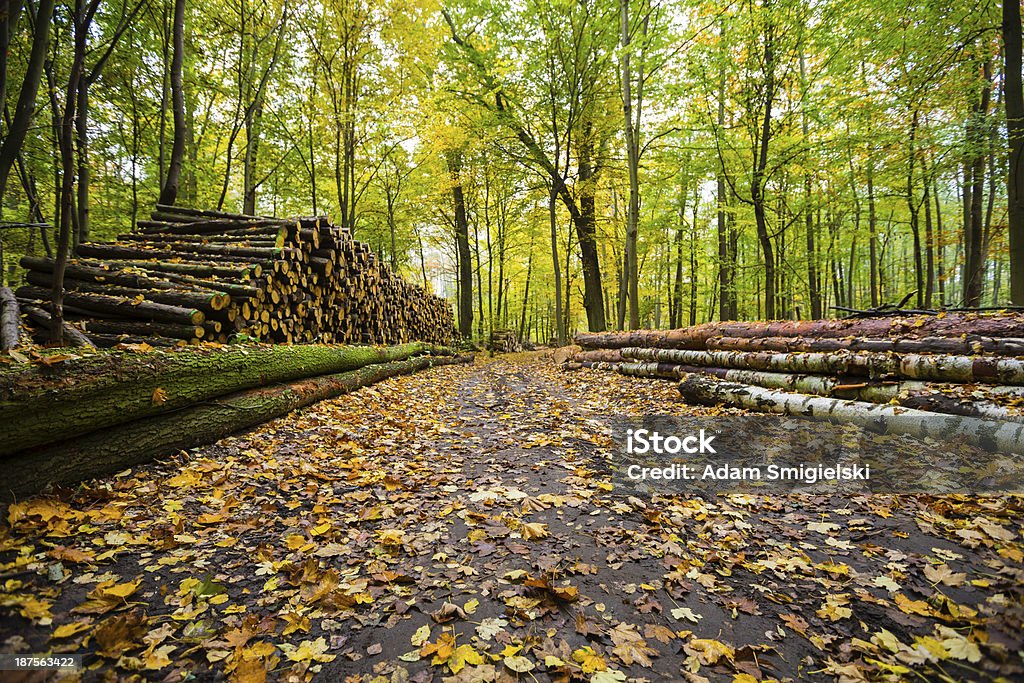 En el bosque - Foto de stock de Montón libre de derechos