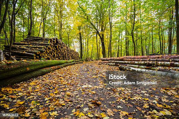 En El Bosque Foto de stock y más banco de imágenes de Montón - Montón, Otoño, Pila - Arreglo