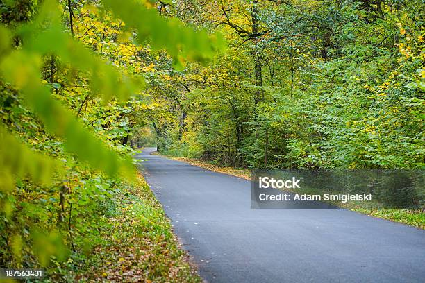 Foresta Road - Fotografie stock e altre immagini di Acero - Acero, Albero, Ambientazione tranquilla