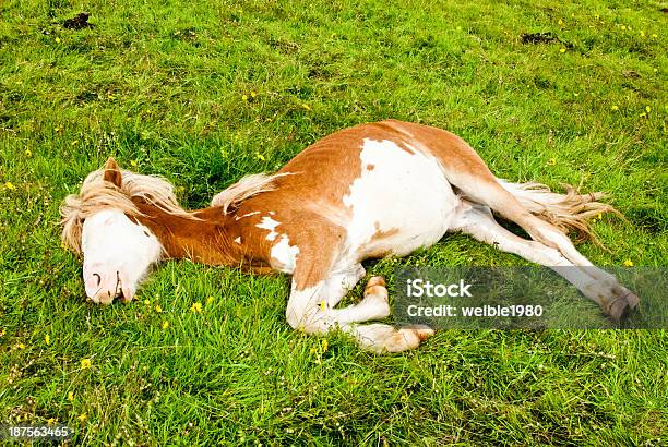 Islanderfohlen Beim Schlafen Stockfoto und mehr Bilder von Apfelschimmel - Apfelschimmel, Beines, Blume