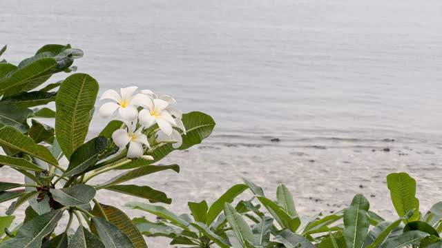 classic Asian white flower on the background of the sea