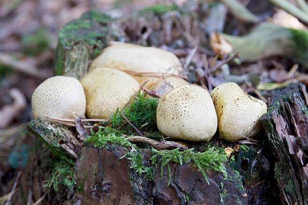 comune earthball-scleroderma citrinum - soil saprophyte foto e immagini stock