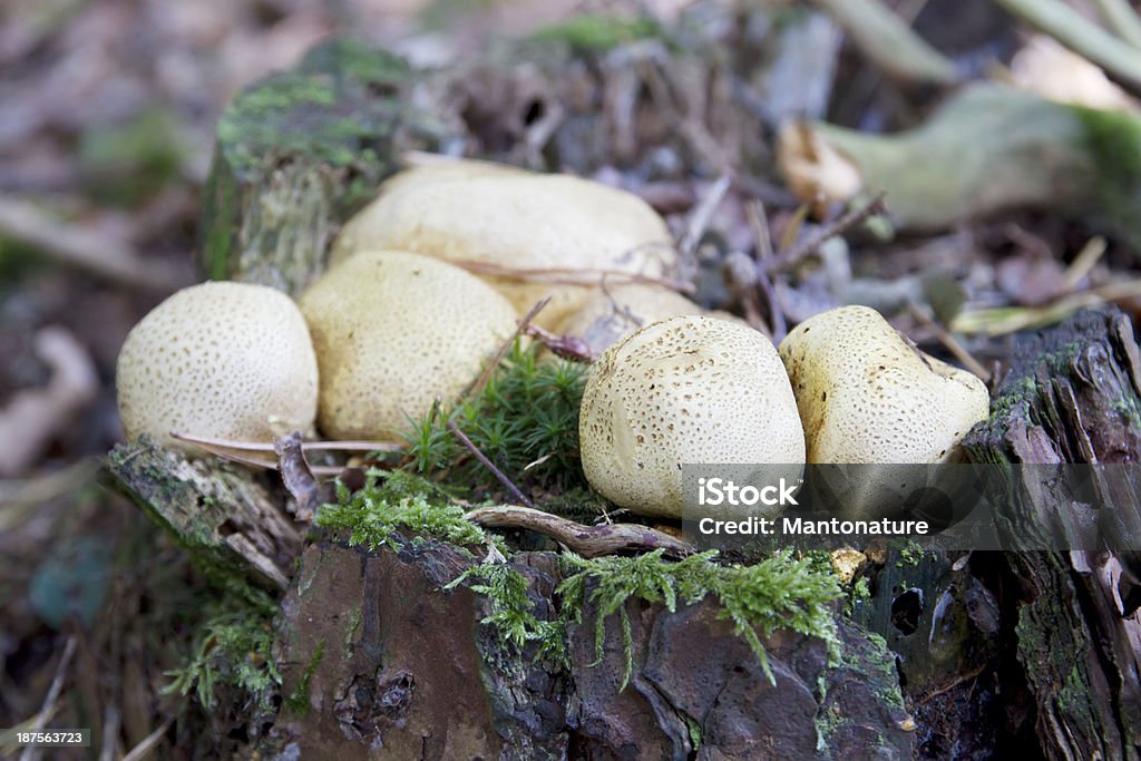 공통접지 Earthball-Scleroderma citrinum - 로열티 프리 0명 스톡 사진