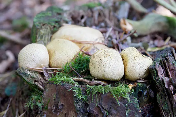 Scleroderma citrinum Pers. syn. S. aurantium (Vaill.) Pers. syn. S. vulgare Horn. Kartoffelbovist Scléroderme vulgaire, Scléroderme orangé Common Earthball. Fruit body 2–10cm across, subglobose, attached to the substrate by cord-like mycelial threads, wall dirty yellow to ochre-brown, thick and tough, coarsely scaly, breaking open irregularly to liberate the spores. Gleba purplish-black at first patterned by whitish veins, powdery when mature. Spores brown, globose, with a net-like ornamentation, 9–13m in diameter. Habitat on mossy or peaty ground on heaths or in rich woodland, especially on sandy soil. Season late summer to early winter. Common. Not edible. Distribution, America and Europe.