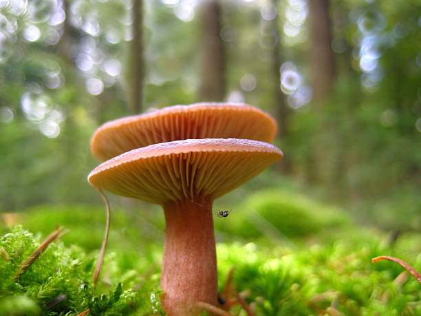 istock Rufous Milkcap growing in a forest. 187563857