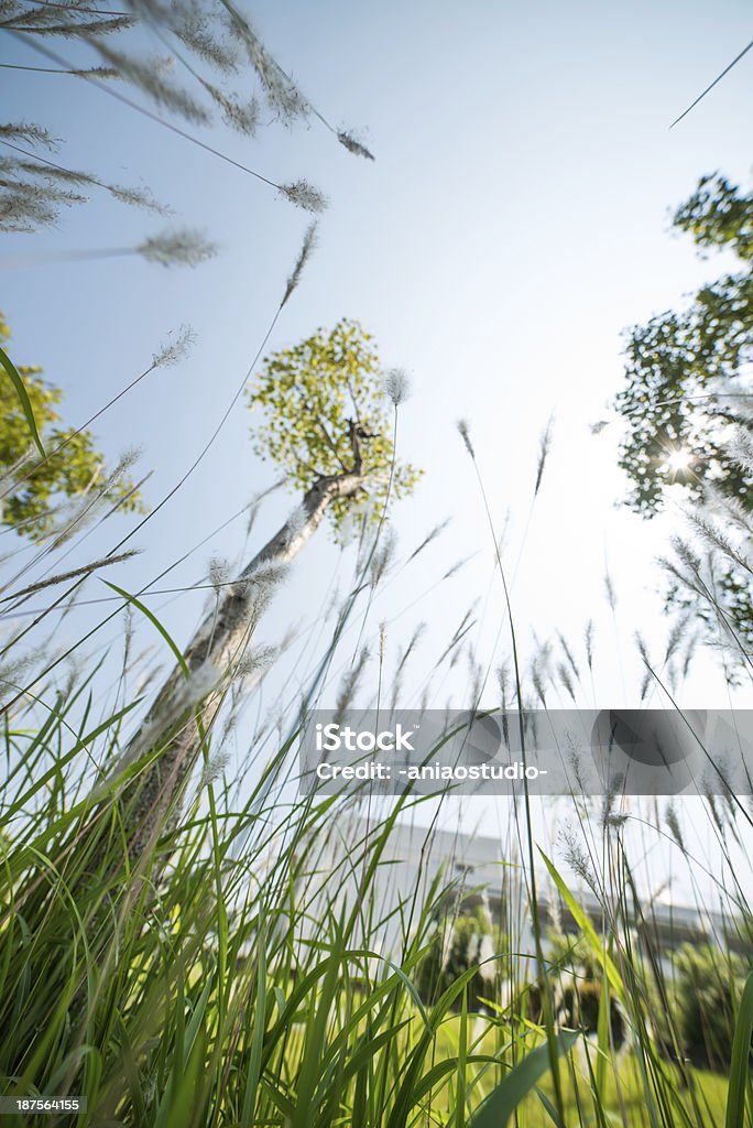 Natur und Gras "reeds" - Lizenzfrei Aufnahme von unten Stock-Foto