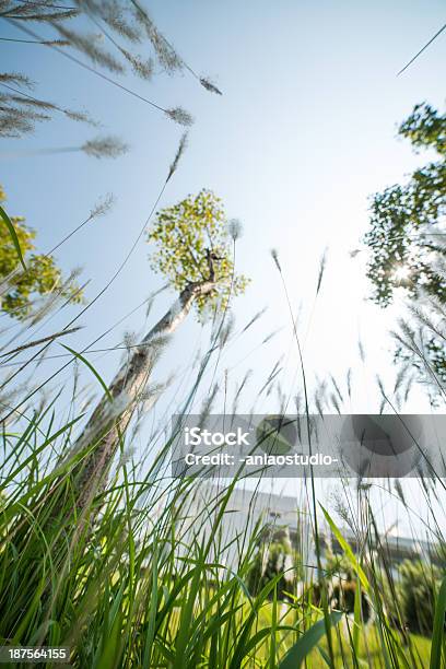 Natur Und Gras Reeds Stockfoto und mehr Bilder von Aufnahme von unten - Aufnahme von unten, Biegung, Bildhintergrund