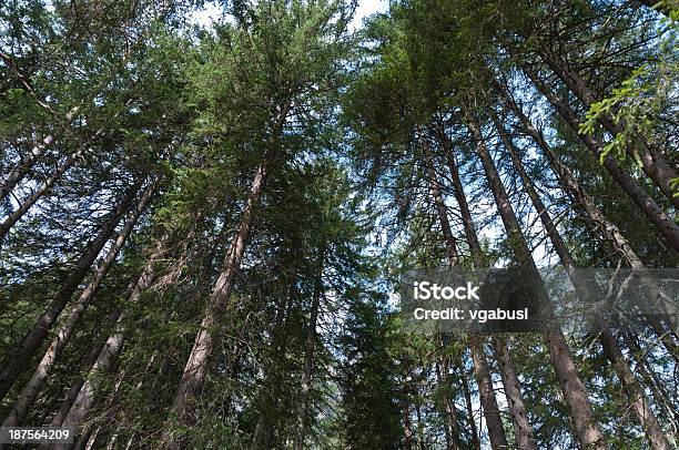 Лес — стоковые фотографии и другие картинки Ветвь - часть растения - Ветвь - часть растения, Гора, Горизонтальный